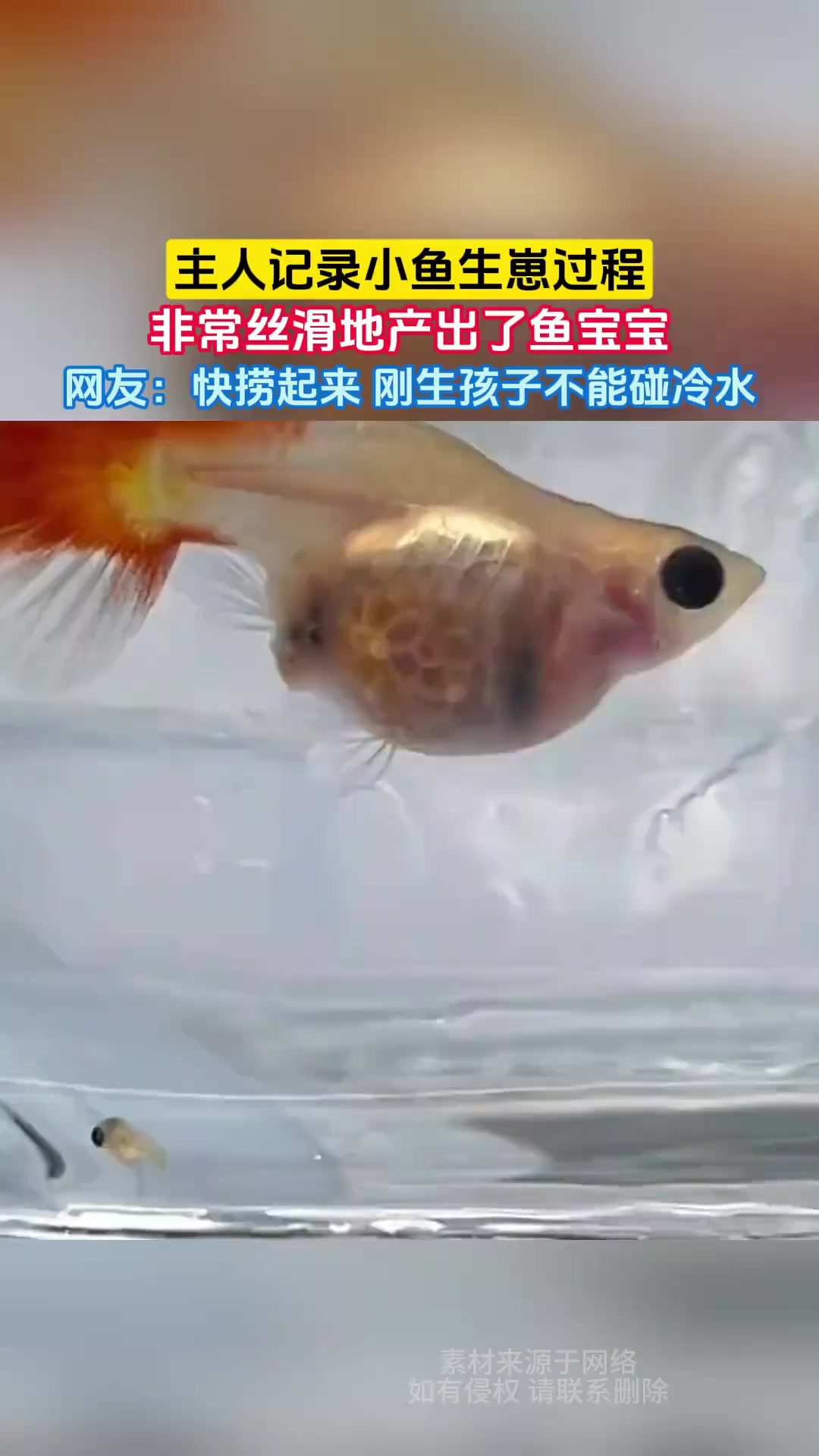 主人记录小鱼生崽过程,非常丝滑地产出了鱼宝宝,网友:快捞起来
