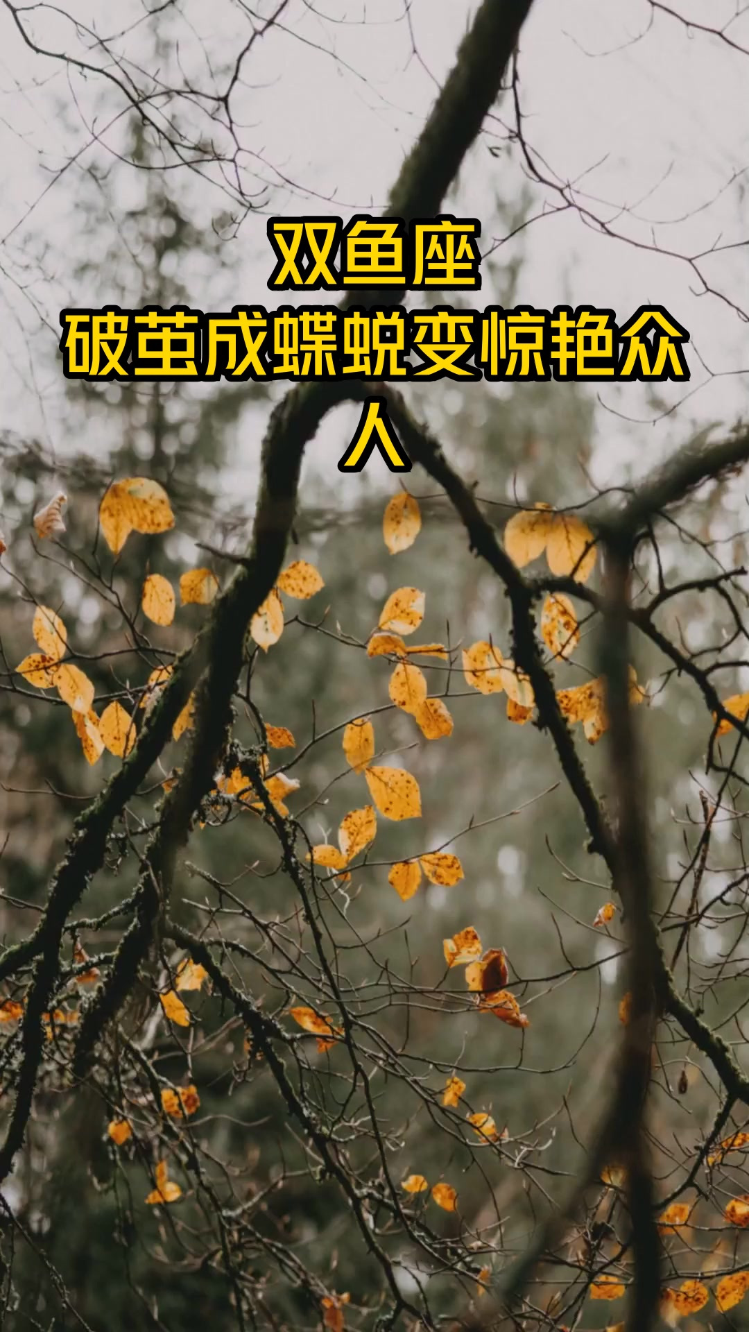 双鱼座,破茧成蝶蜕变惊艳众人