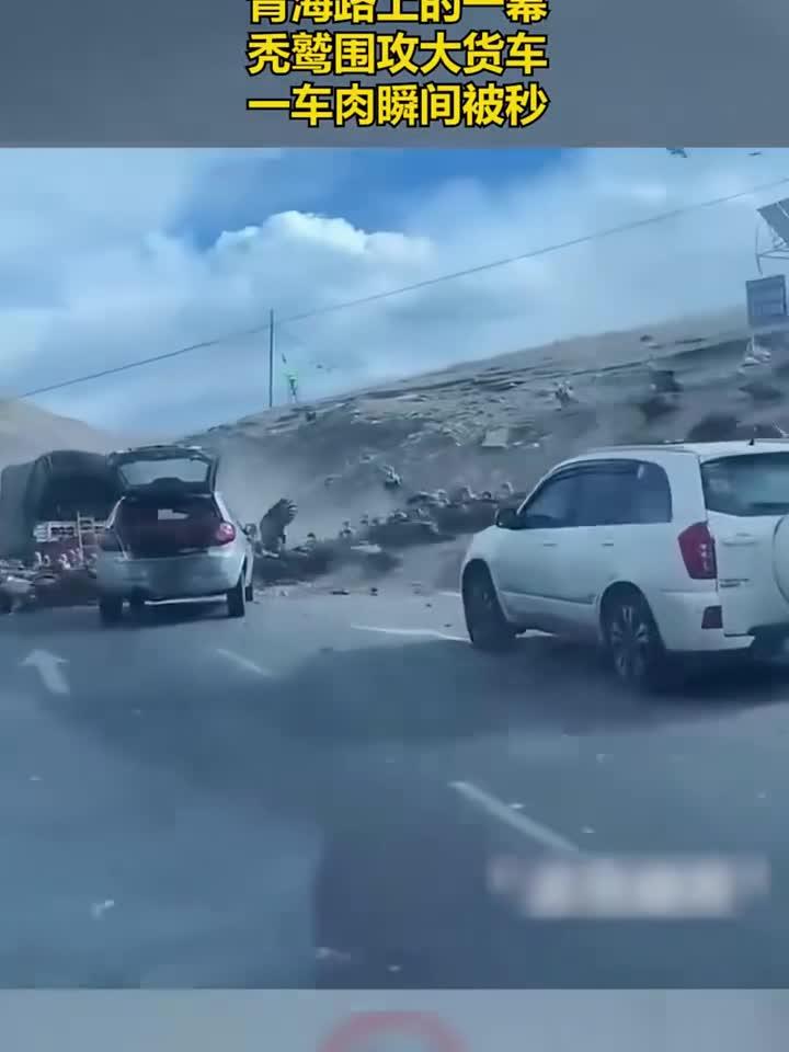 青海路上的一幕,秃鹫围攻大货车,一车肉瞬间被秒