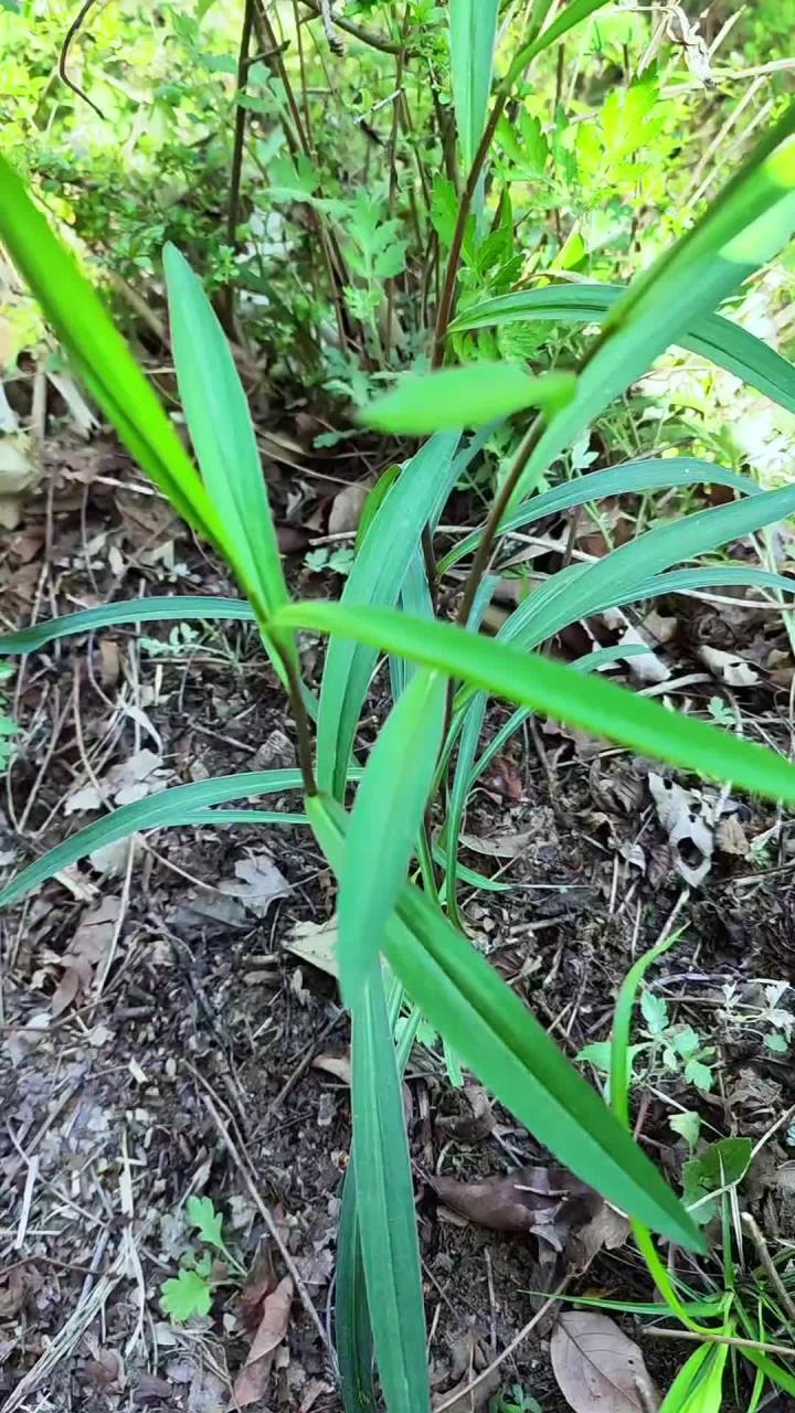 这些大山里的草都是宝