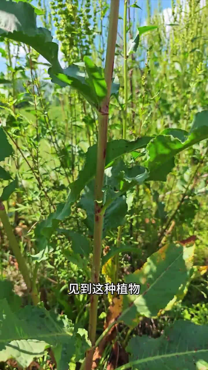 土大黄,又名野菠菜、金不换等,常见于农村田间地头。其根块又大又黄,可清洗、去皮