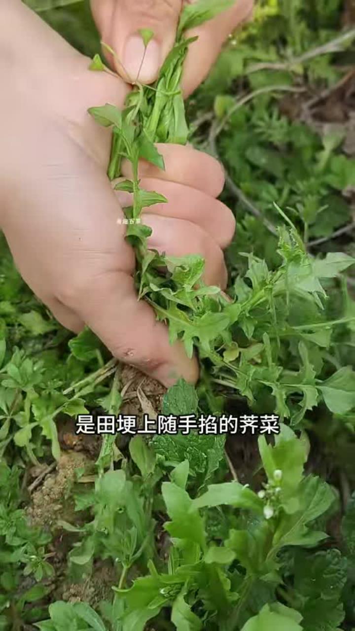 荠菜 大自然的馈赠 春天的第一顿野菜盛宴 人间三月野菜香 挖野菜