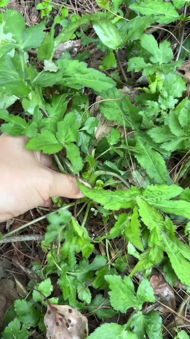用鸭子命名的野菜，鸭儿芹，又叫鸭脚板，风味十足，是春天里不可多得的美味