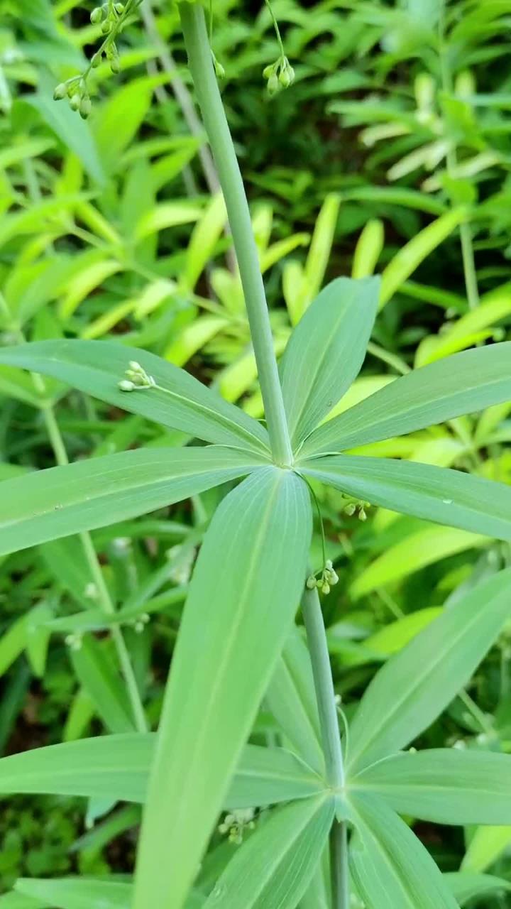 鸡头黄精,又叫鸡头参,老虎姜,山姜……你家乡有这种黄精吗?去除黄精种子外皮你有更好