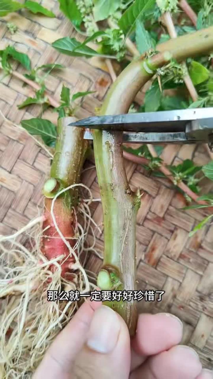刺苋又叫野苋菜，村里的老先生遇见了，会把它挖回家，你了解它吗？刺苋 植物科普 识