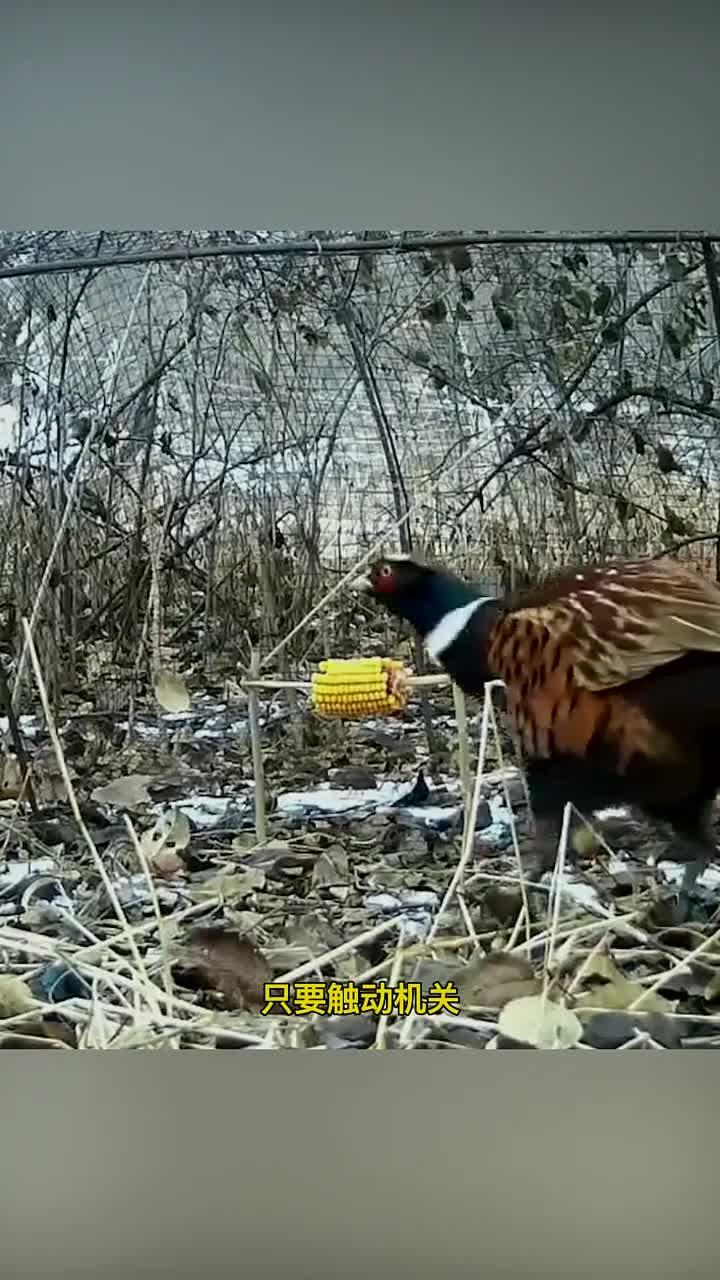 男子巧妙自制捕野鸡神器，轻松捕获一只野鸡