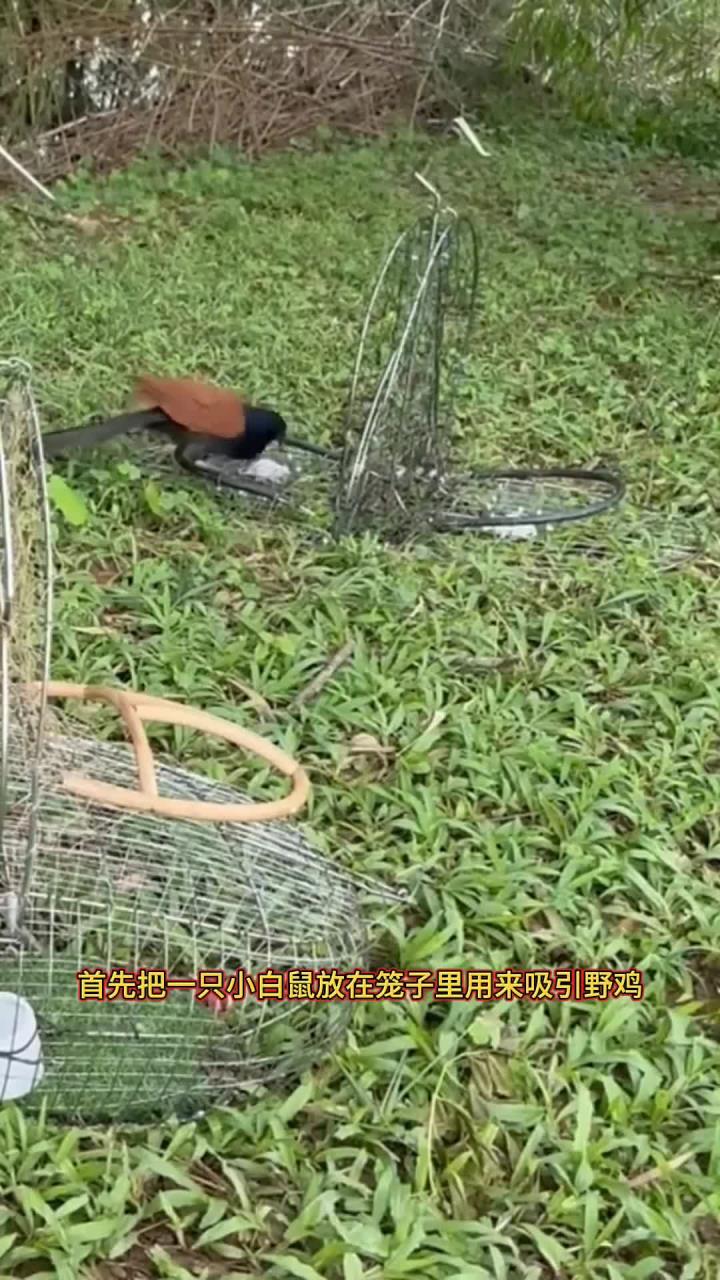 丧彪利用小白鼠钓野鸡，真是令人称奇！