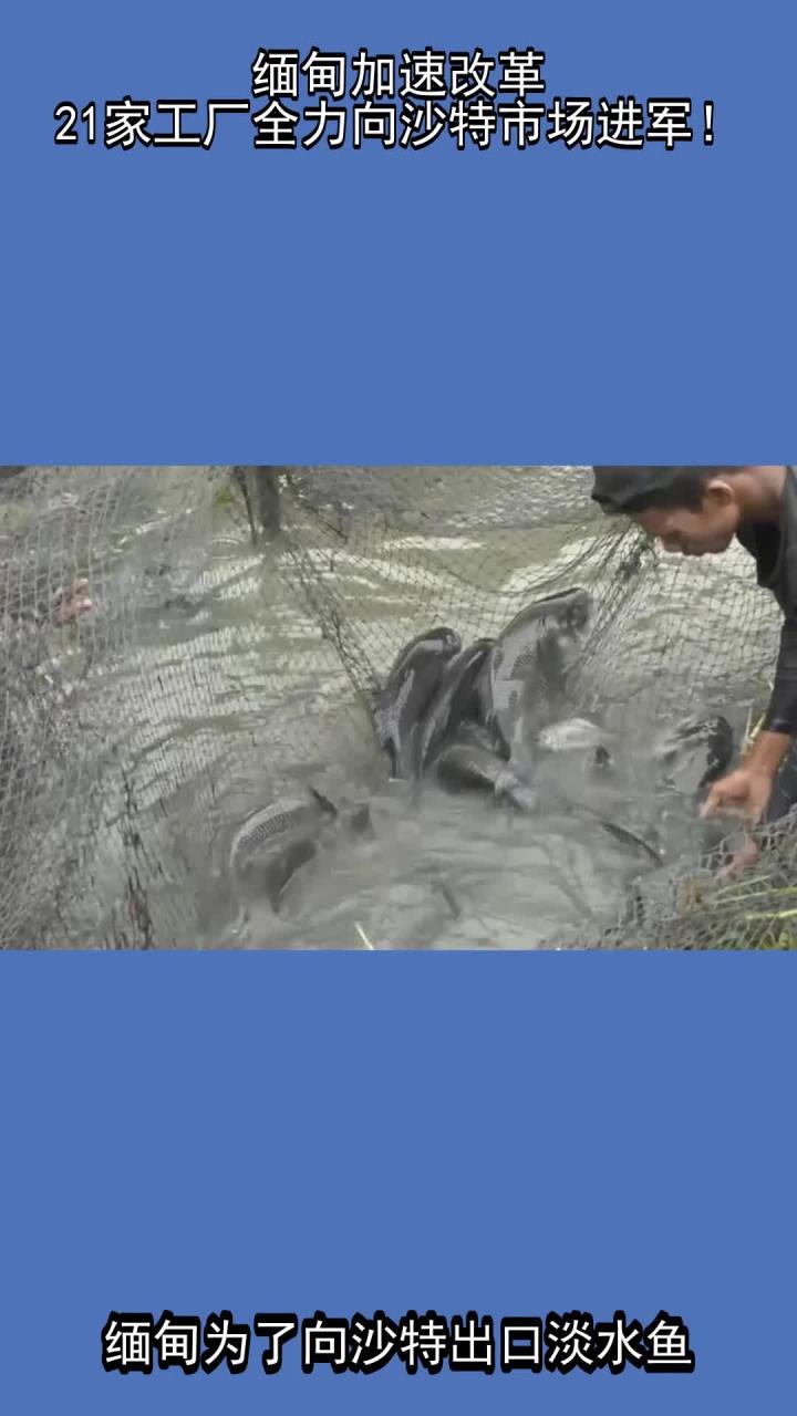 缅甸加速改革,21家工厂全力向沙特市场进军!