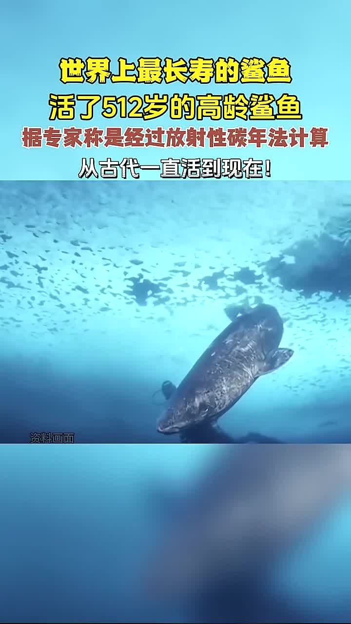 世界最古老鲨鱼惊人寿命，专家用放射性碳年法证实达512年！