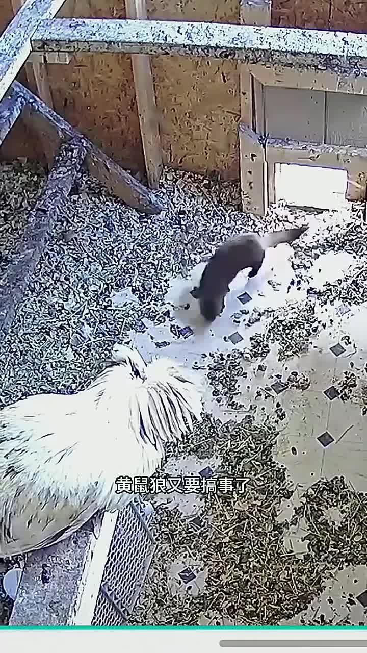 黄鼠狼潜入鸡舍窃取鸡蛋和鸡只的故事