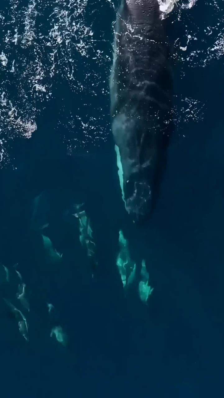 壮观海洋生物互动：巨鲸喷气与海豚欢快共舞的温馨场景