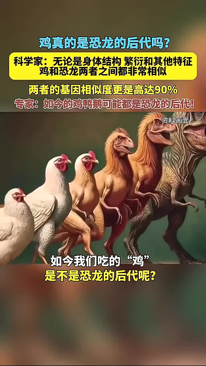 鸡是否真的是恐龙的后裔呢