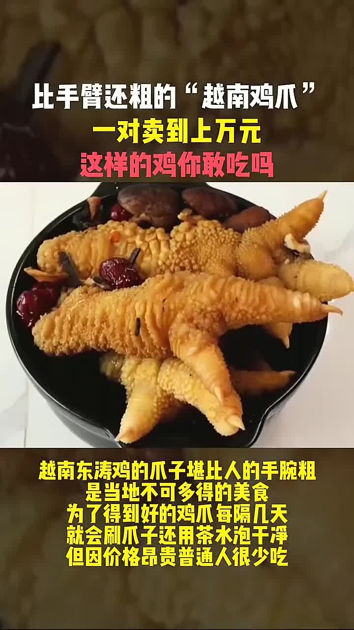 全球最贵的鸡爪,你敢尝试比手臂还粗的东涛鸡爪吗