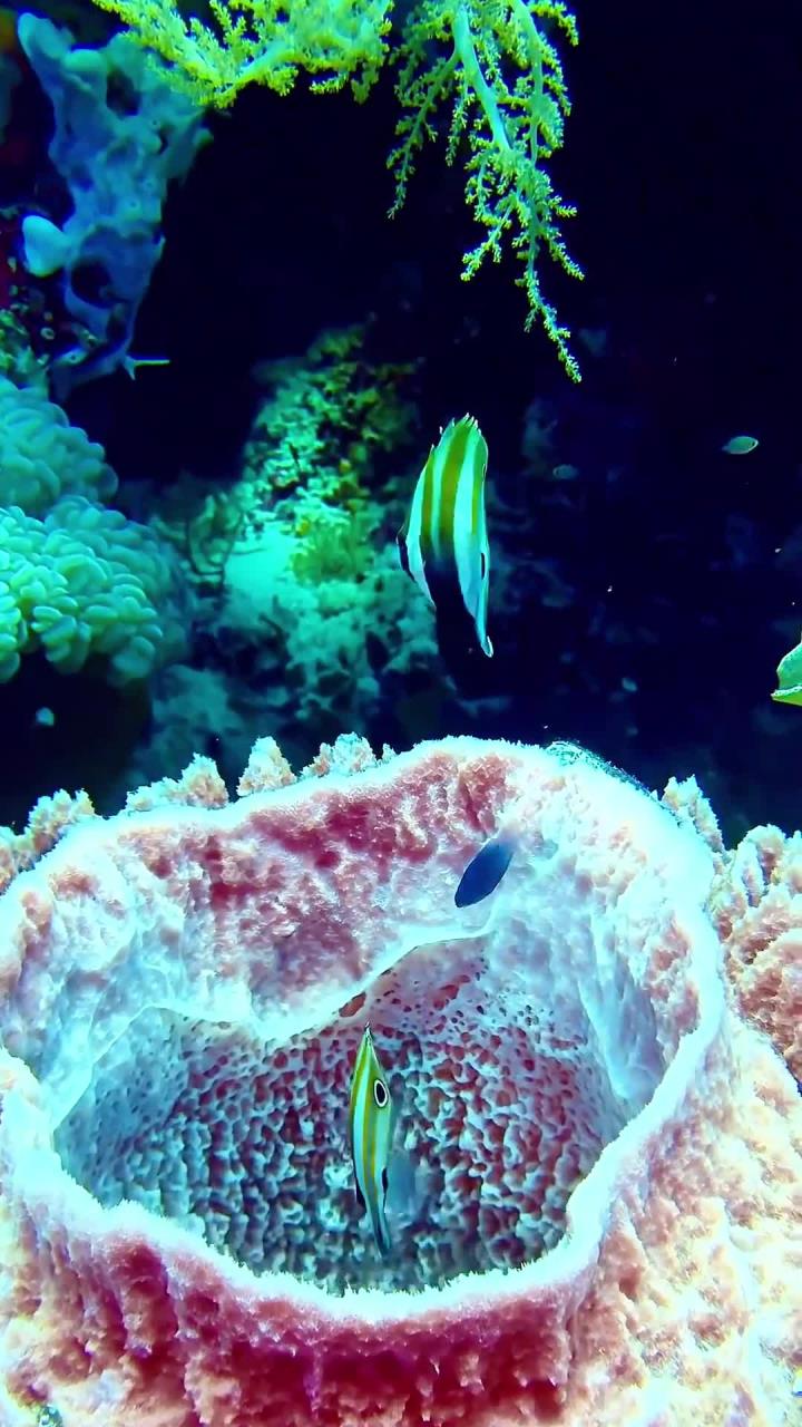 一起看看海底世界那些五彩斑斓的