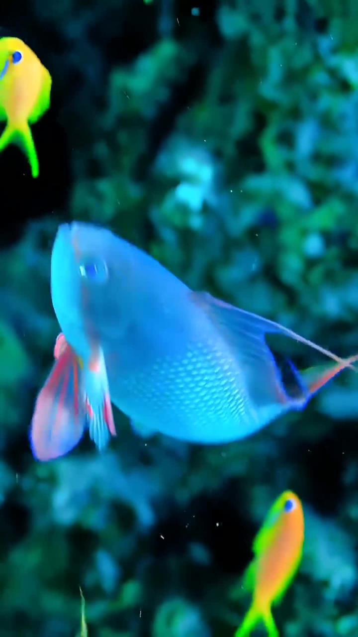 五彩缤纷的海底世界动态壁纸展示