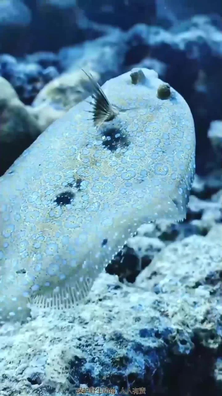 奇妙的海底世界，探访海洋中那些形态奇特的鱼