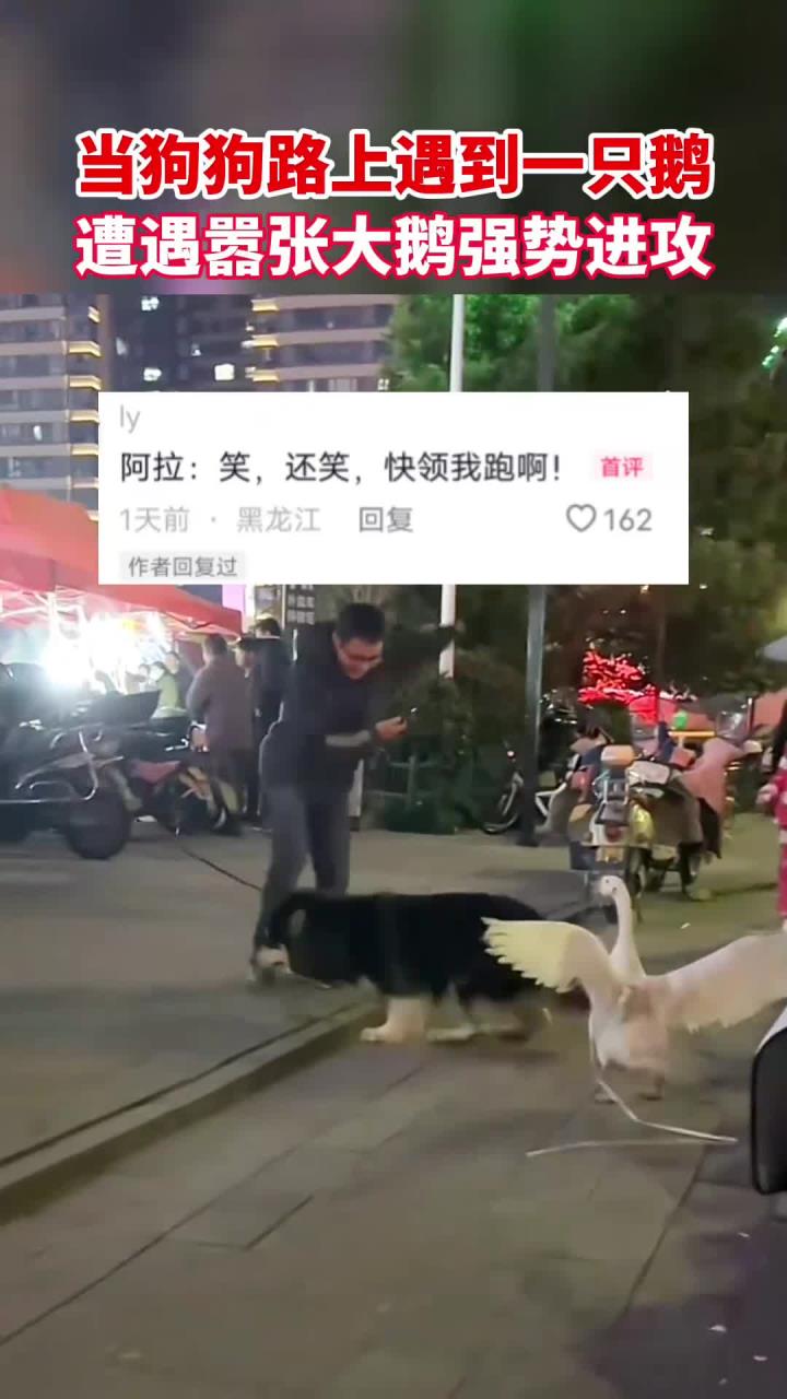 大白鹅打架从来都没有怂过