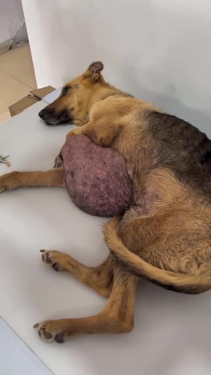 狗狗身上长了一个八斤的大瘤子好痛苦