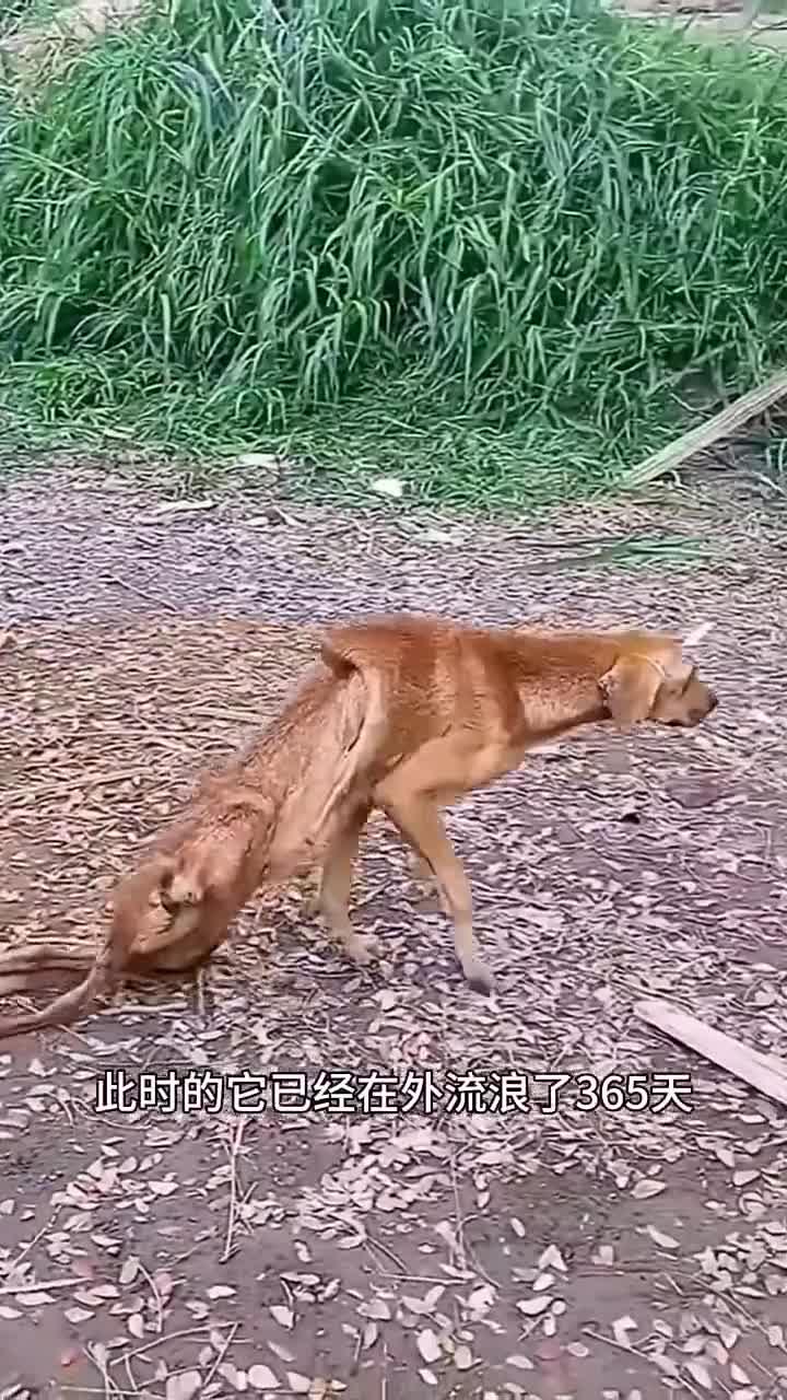 狗狗全身肌肉基本都萎缩了太可怜了