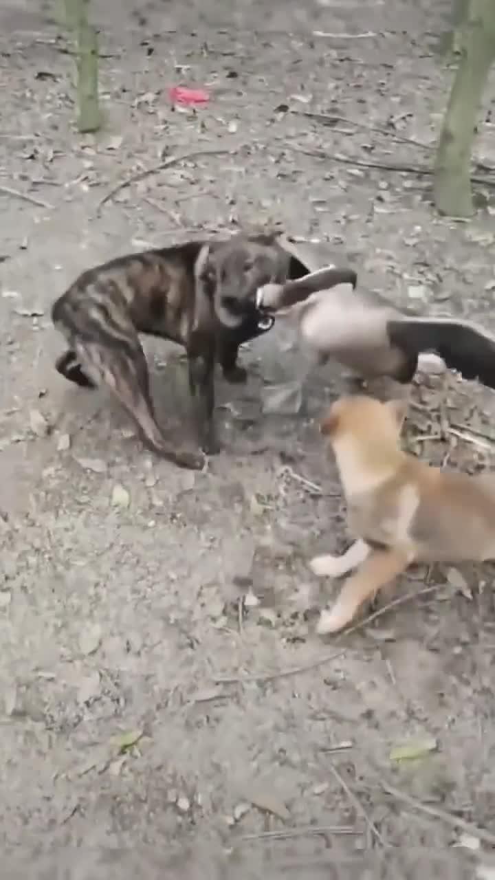 狗子被大鹅打出表情包