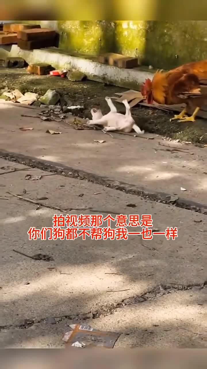 小奶狗被大公鸡欺负的嗷嗷叫