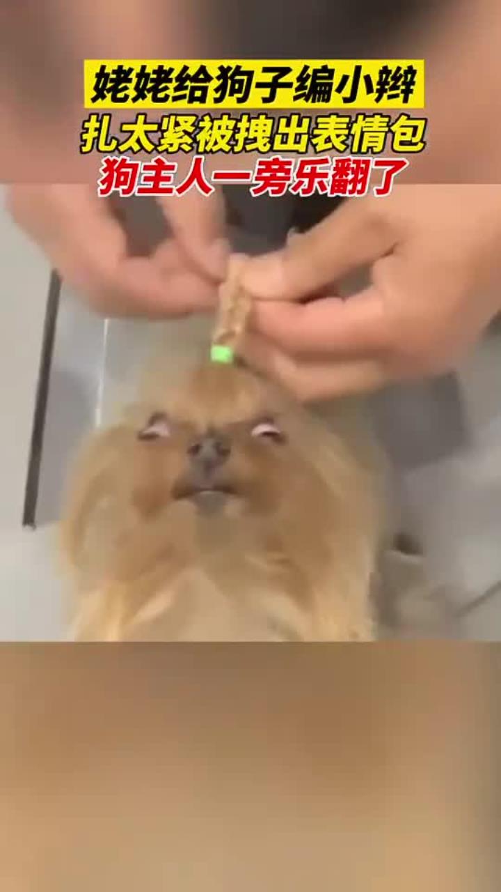 狗:不要再拉了再拉天灵盖都要被你拉飞了
