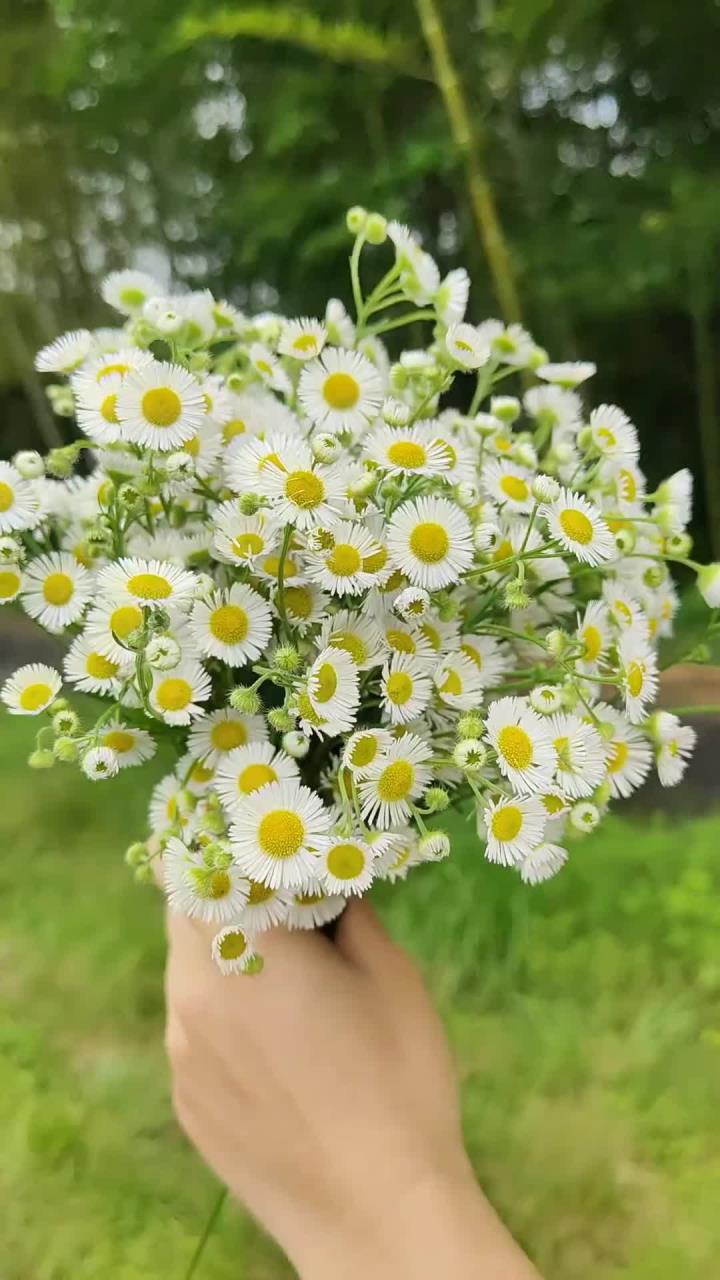 农村路边常见的小野花