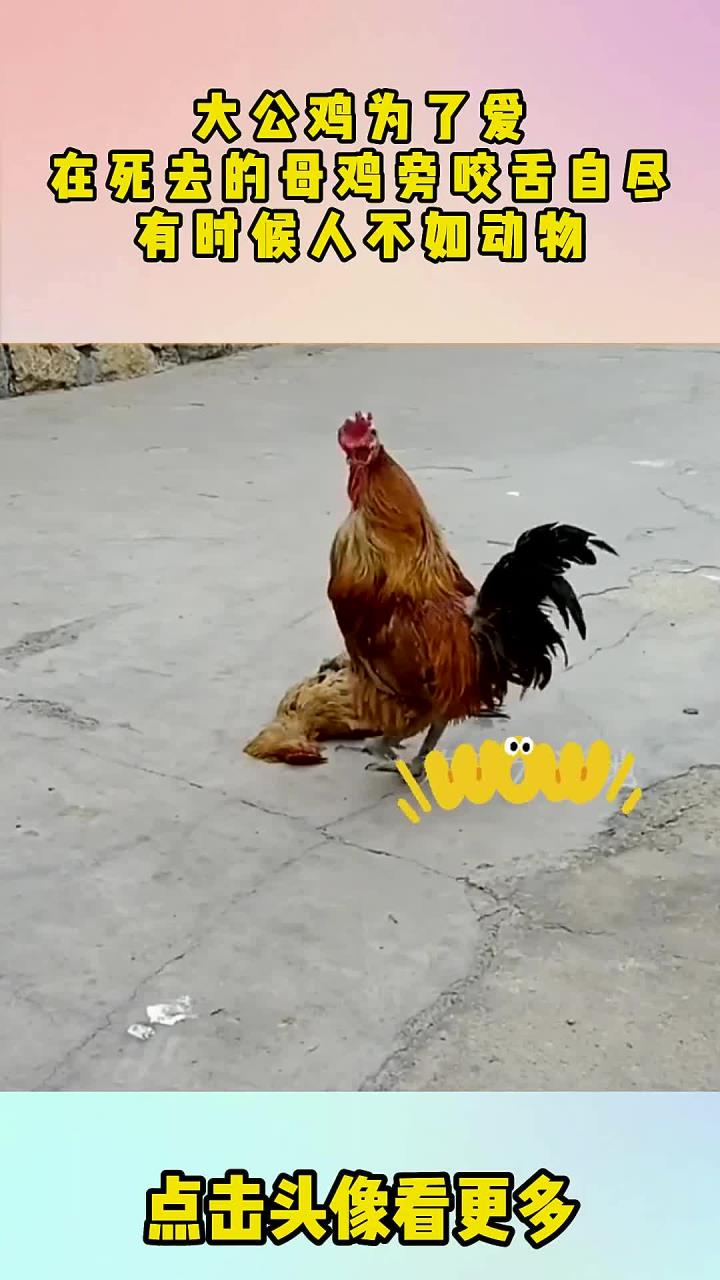 大公鸡为了爱，在死去的母鸡旁咬舌自尽，有时候人不如动物！