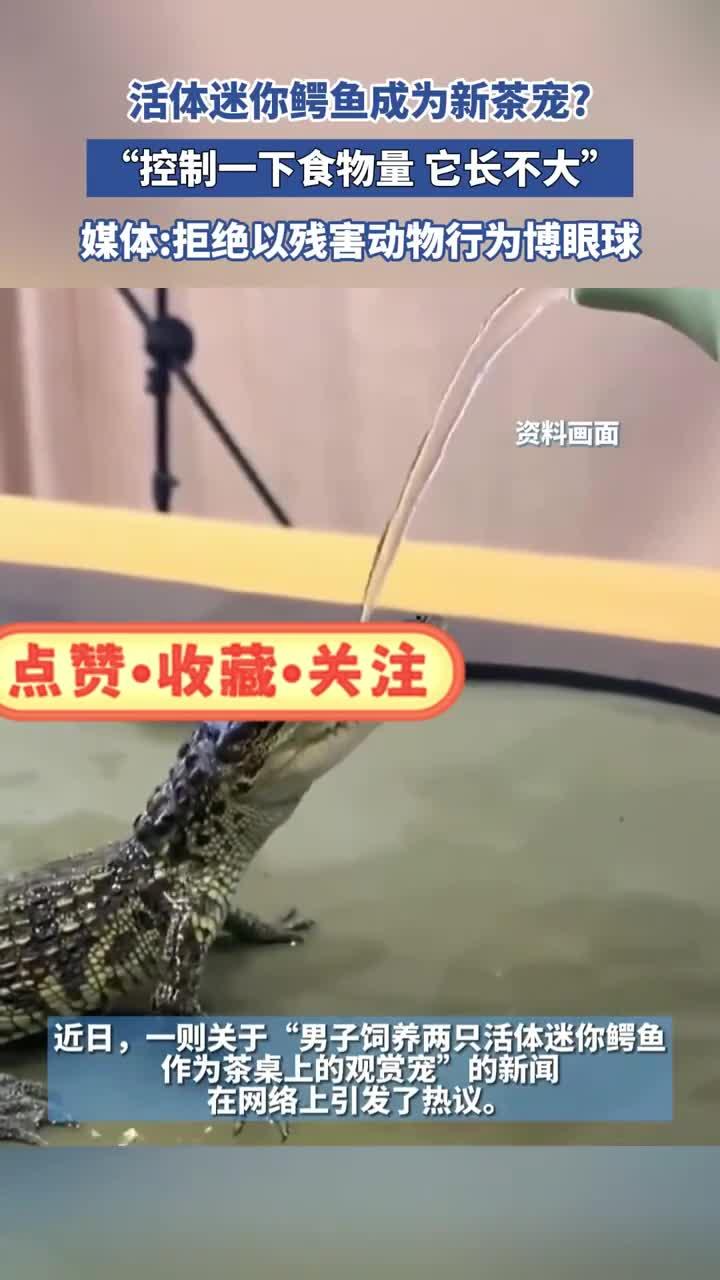 活体迷你鳄鱼成为新茶宠？“控制一下食物量，它长不大”