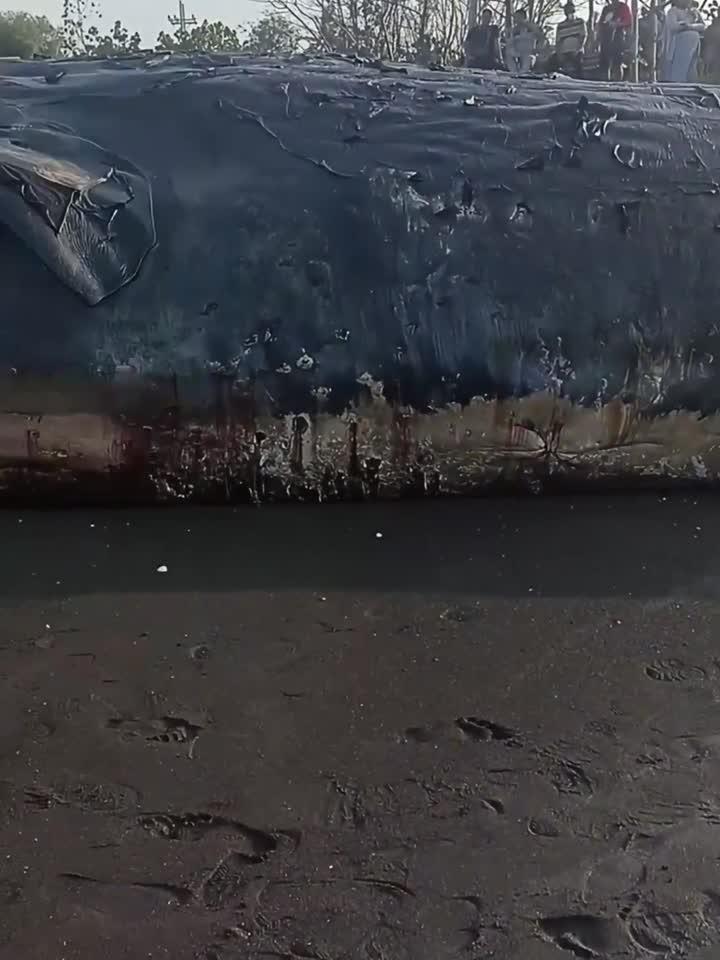 可惜了这么大的鲸鱼搁浅挂了