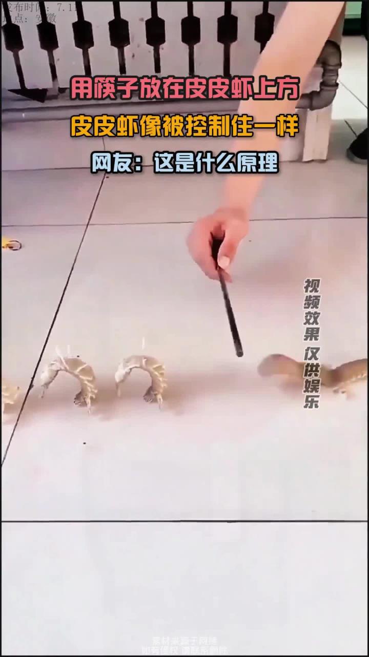 筷子放在皮皮虾上方,皮皮虾像被控制住一样,网友:这是什么原理