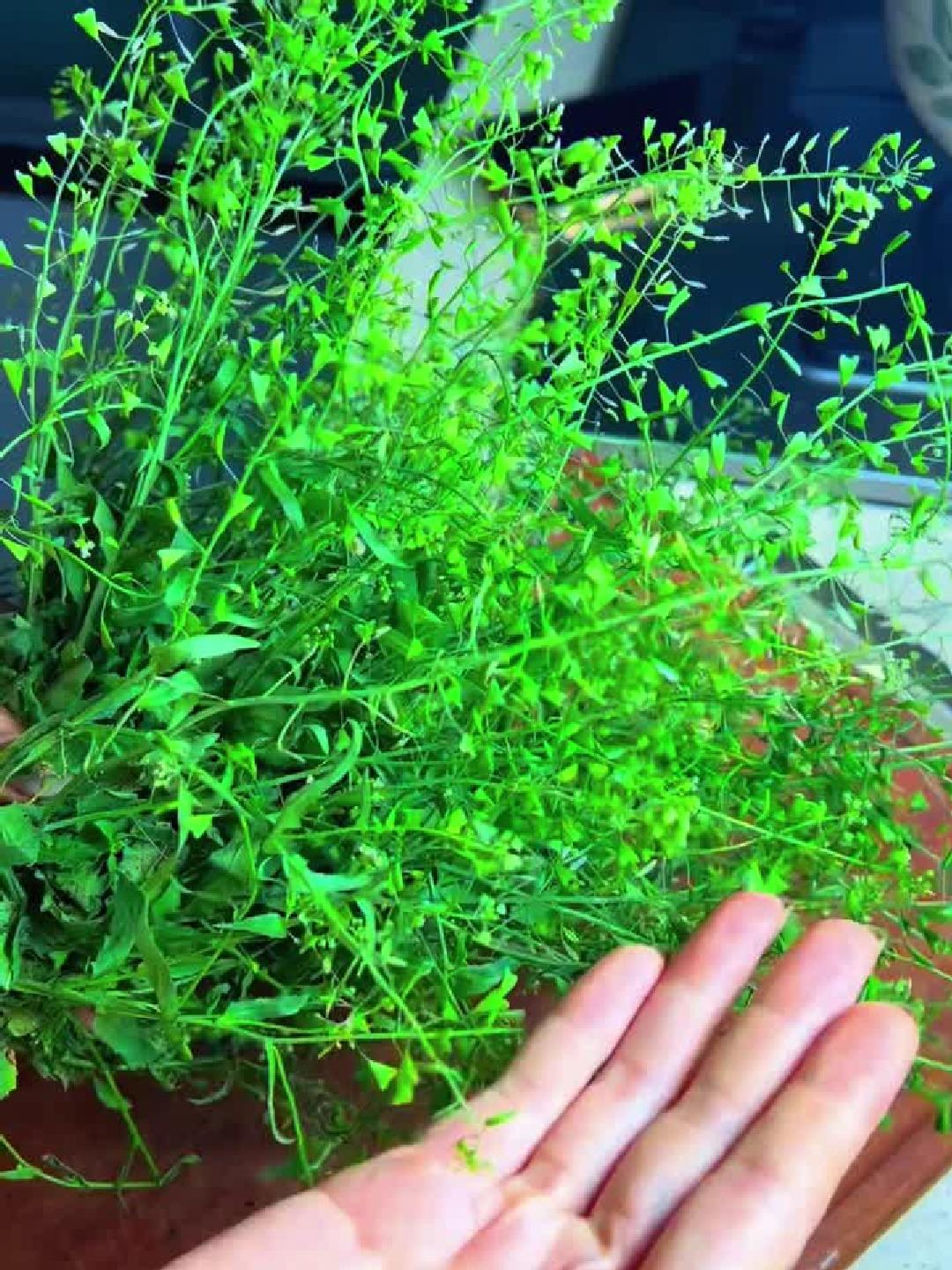 三月三,荠菜煮鸡蛋的养生秘诀,你了解多少?