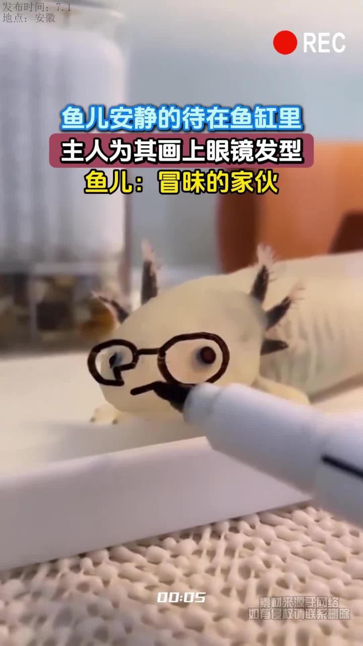 鱼儿安静的待在鱼缸里,主人为其画上眼镜发型,鱼儿:冒昧的家伙