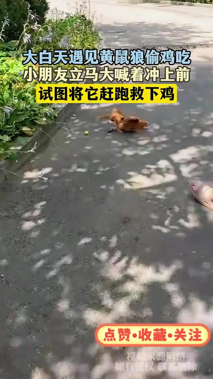 大白天遇见黄鼠狼偷鸡吃,小朋友立马大喊着冲上前