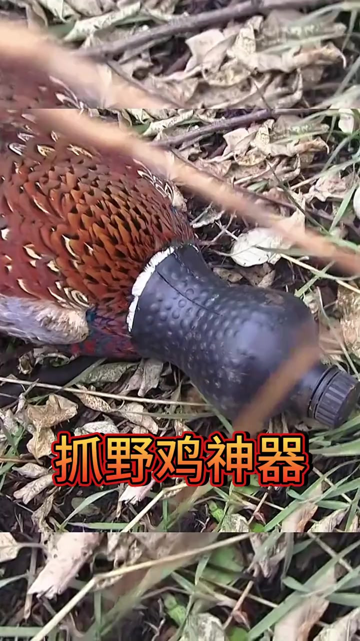 小哥仅用一些废弃饮料瓶竟制作出抓鸡神器,大野鸡一抓一个准!