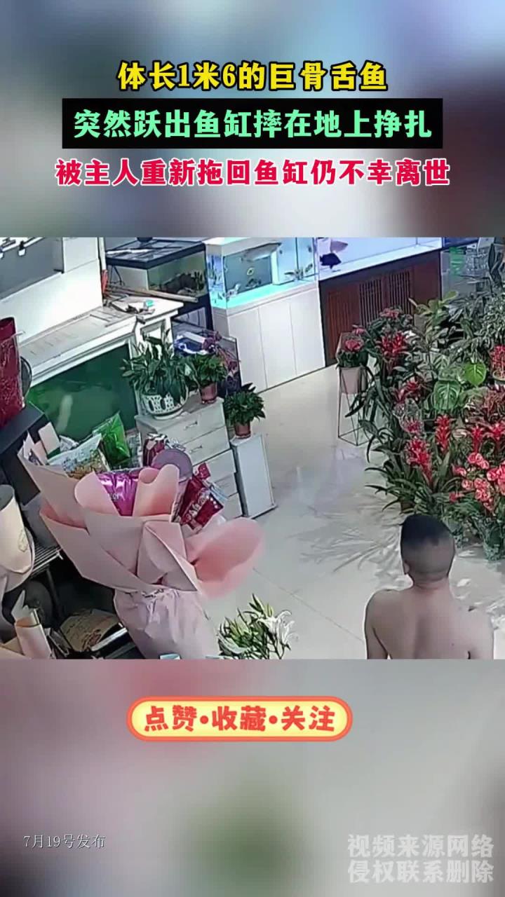 大鱼突然跃出鱼缸摔在地上挣扎