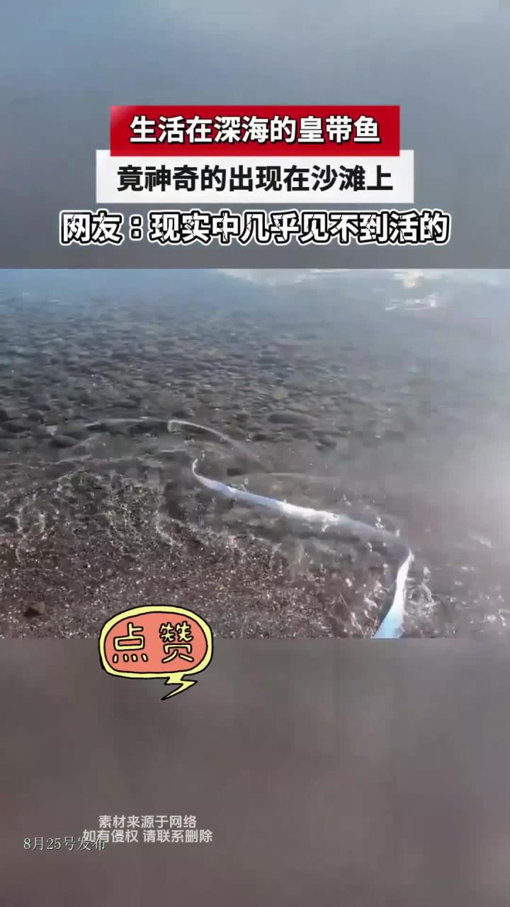 生活在深海的皇带鱼,竟神奇的出现在沙滩上