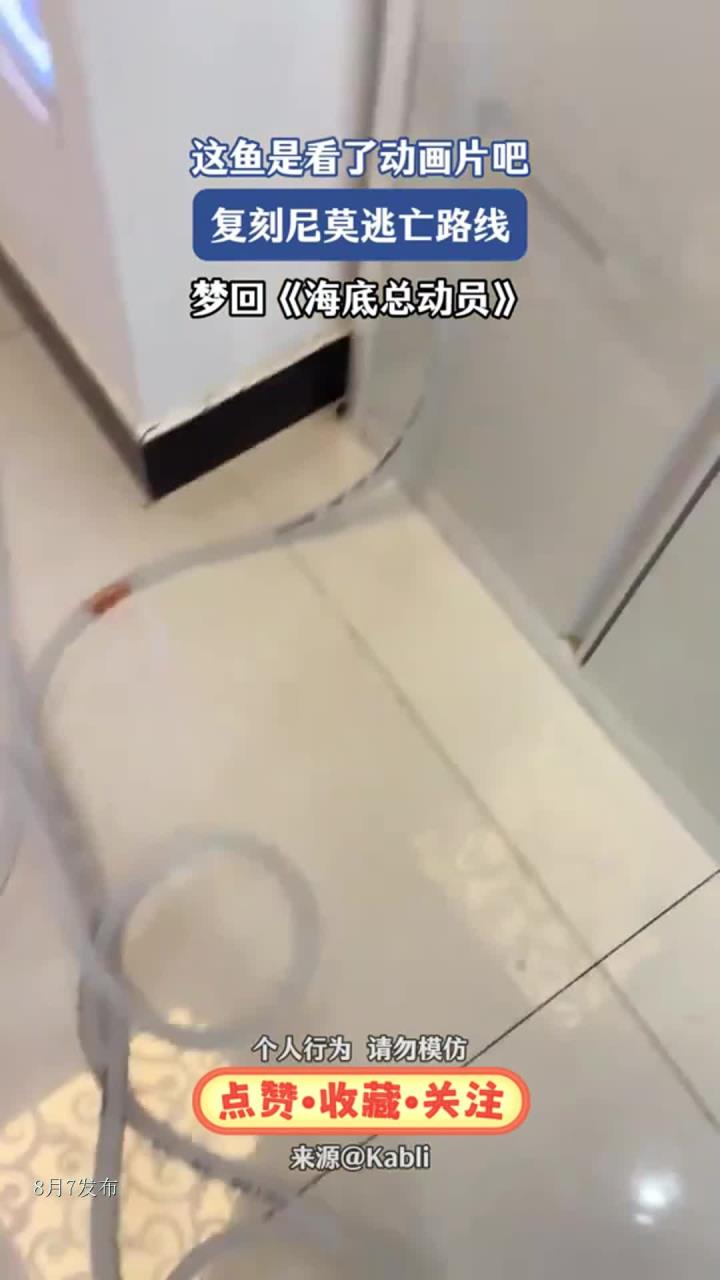 这鱼是看了动画片吧,复刻尼莫逃亡路线,梦回《海底总动员》