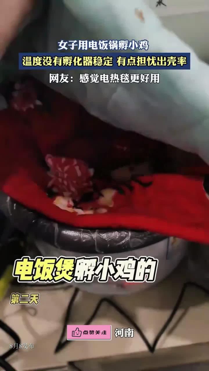 女子用电饭锅孵小鸡,温度没有孵化器稳定,有点担忧出壳率