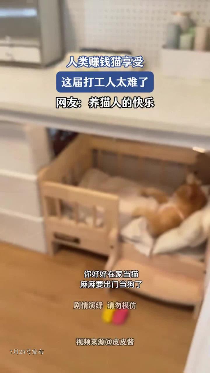 人类赚钱猫享受，这届打工人太难了，网友：养猫人的快乐