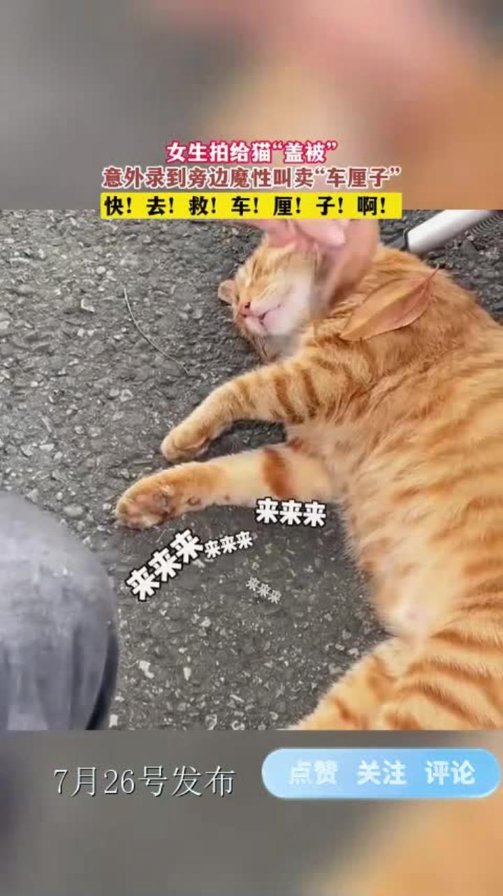 女生拍给猫“盖被”，意外录到旁边魔性叫卖“车厘子”