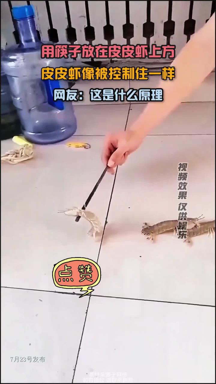 筷子放在皮皮虾上方,皮皮虾像被控制住一样,网友:这是什么原理