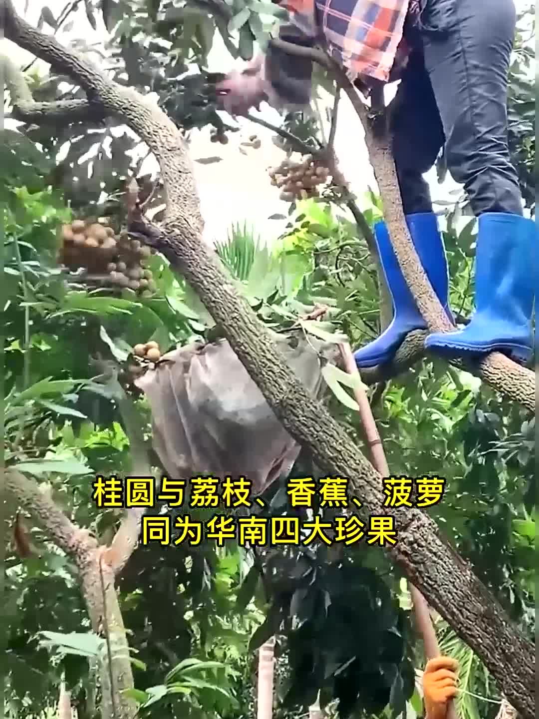 北人参、南桂圆，来自“桂圆之乡”——博白的桂圆，建议常吃