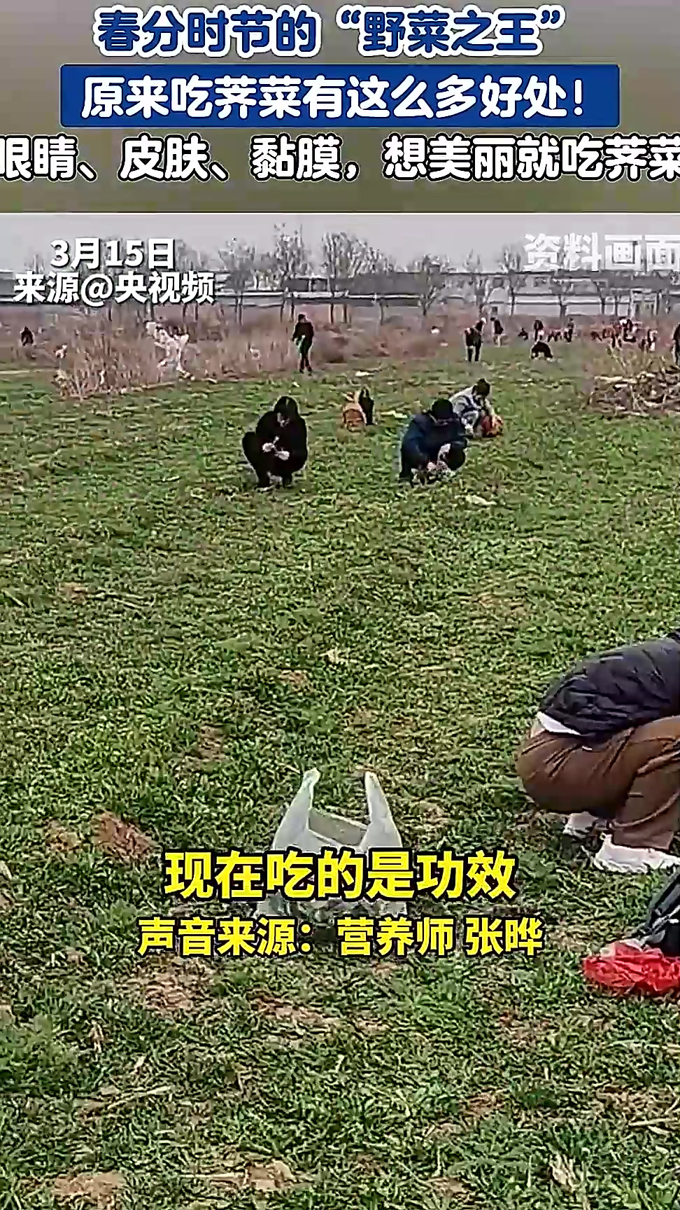 春分时节的“野菜之王” 原来吃荠菜有这么多好处！