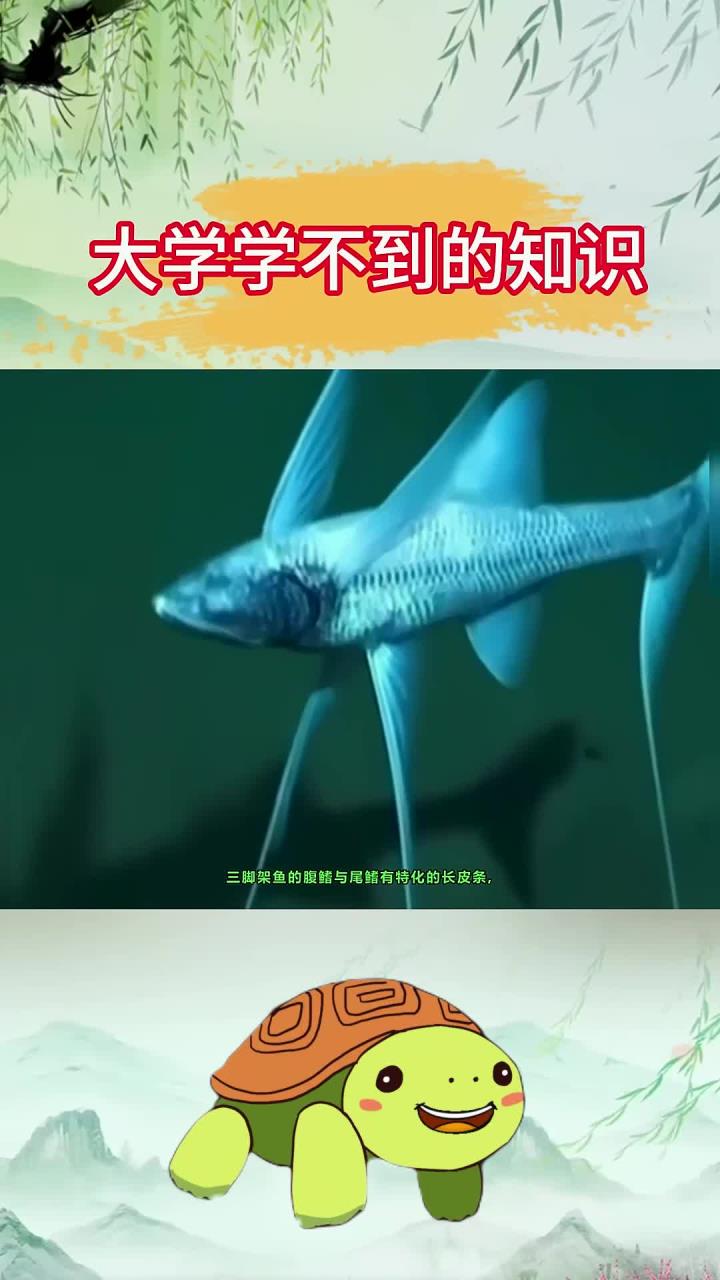 学霸不会告诉你的知识：这么神奇的鱼