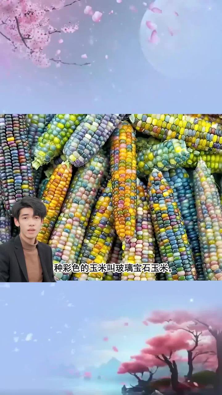 每天分享一个冷知识:用它做的爆米花也是彩色的吗?