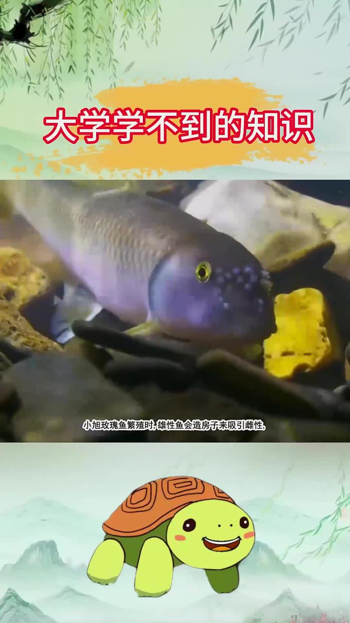 关键是这房子繁殖期后就被水冲走了,还得一年一盖