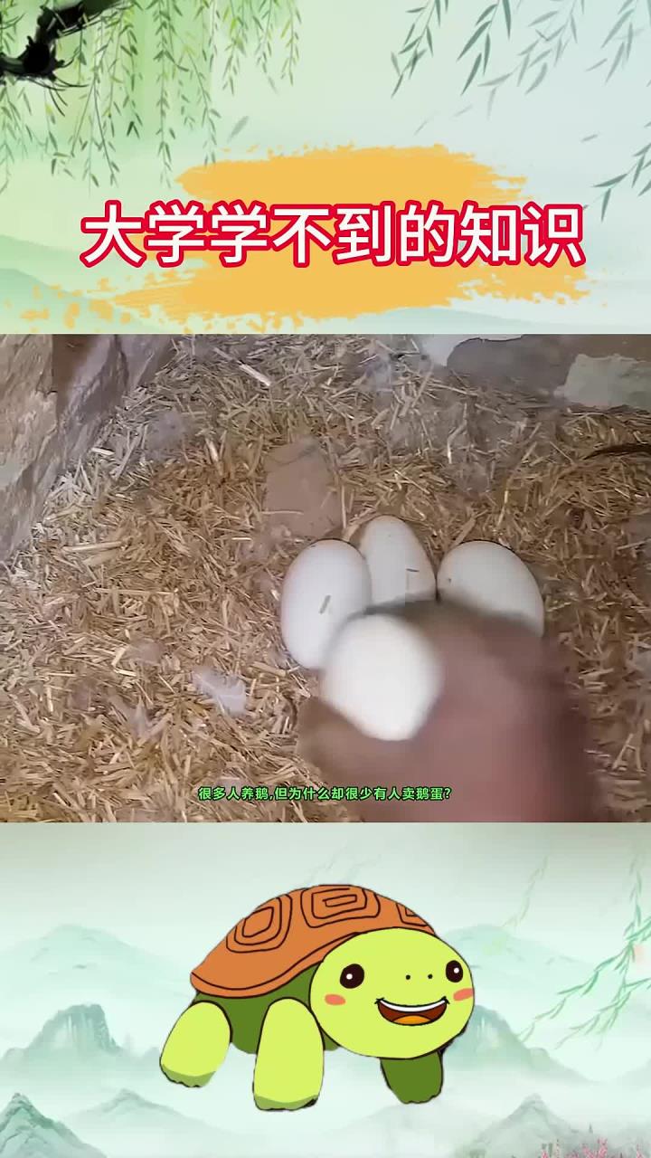 很多人养鹅,但为什么却很少有人卖鹅蛋?