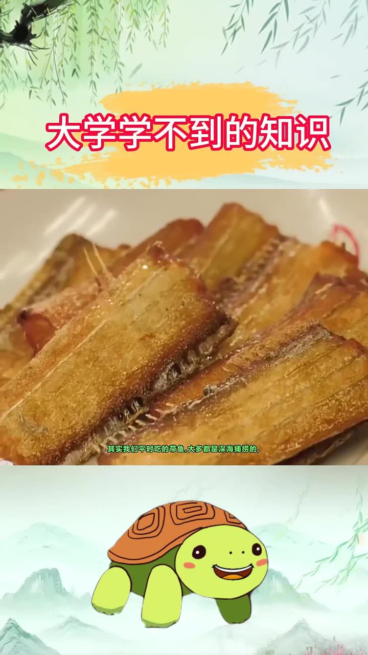 大学学不到的知识：有没有见过活着的带鱼？