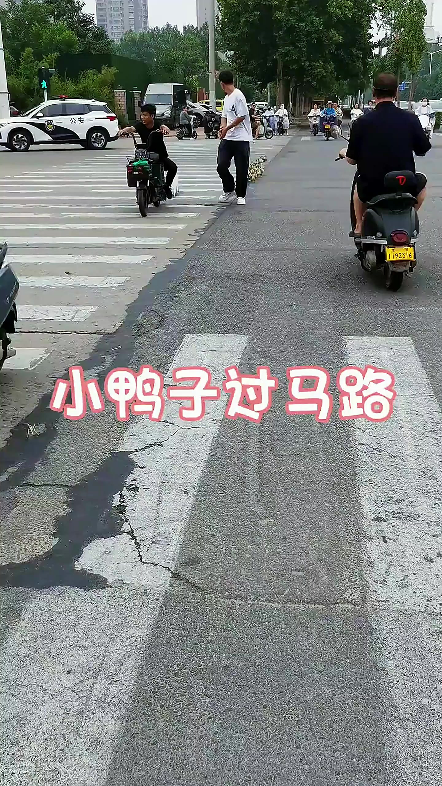 小鸭都懂排成排过马路，好可爱的小鸭呀
